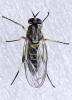 Solva marginata